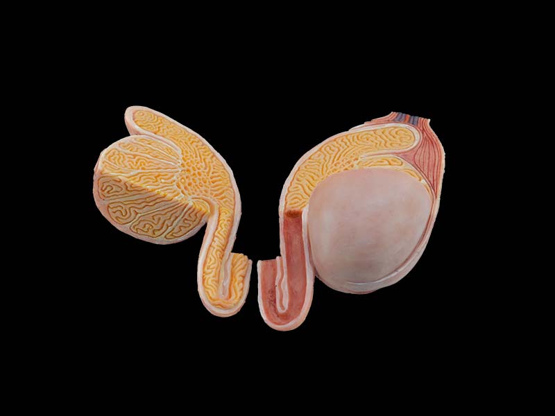 simulated testis anatomy model