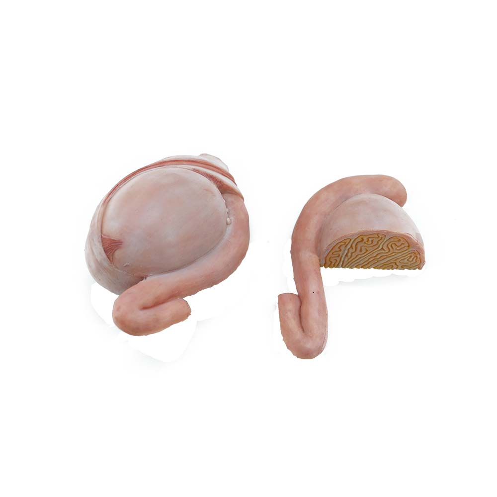 testis model