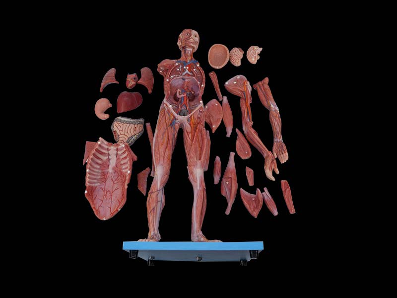 soft 80cm muscles anatomy of human body model