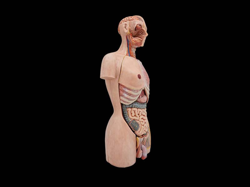 Soft 85cm human torso model