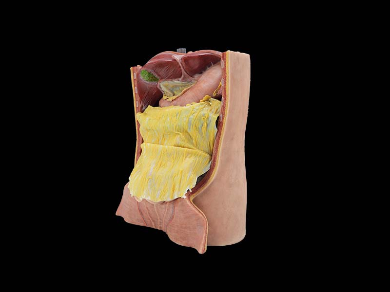 Soft Abdominal Cavity and Greater Omentum Model