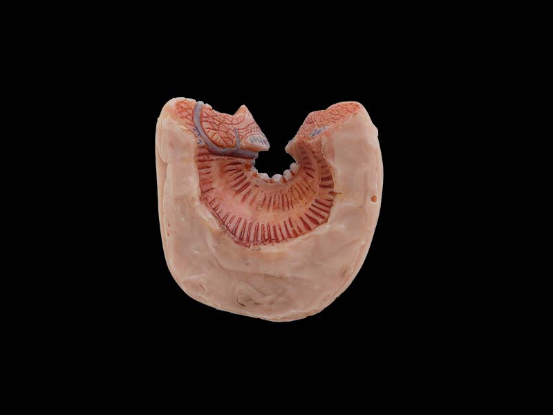 soft anal canal anatomy model