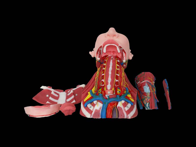 Soft Anatomy of Anterior, Middle and Posterior Neck Model for sale