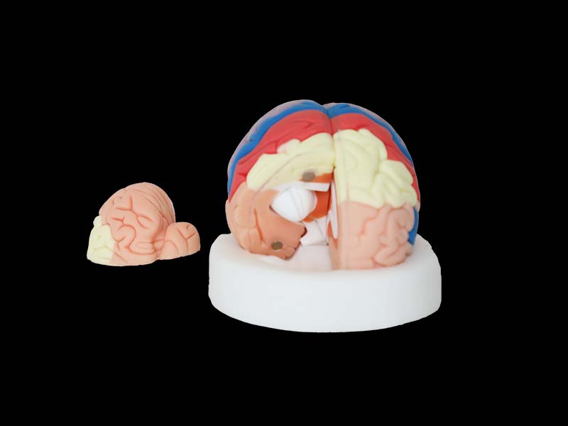 soft brain anatomy model