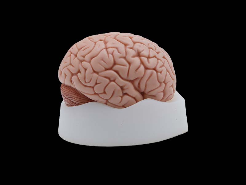 soft brain anatomy model