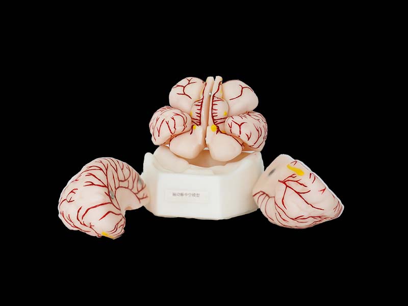 Soft Brain with Cerebral Arteries Anatomy Model