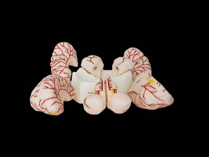 Soft Brain with Cerebral Arteries Model for Sale