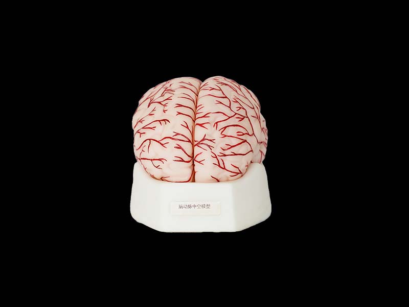 Soft Brain with Cerebral Arteries Model