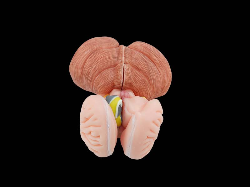 Soft Brainstem, Diencephalon, Thalamic Nucleus, Cerebellum and Fourth Ventricle Model