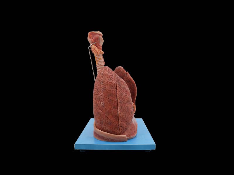 Soft Cardiopulmonary Respiratory System Anatomy Model