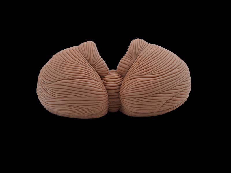 Soft Cerebellum Anatomy Model