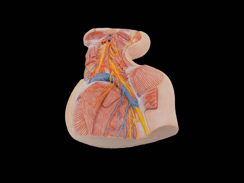 soft deep anatomy of neck model