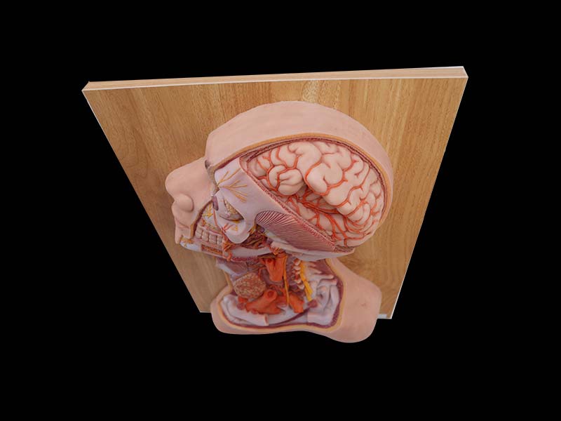 Soft Deep Arteries and Nerves of Head and Neck Silicone Anatomy Model