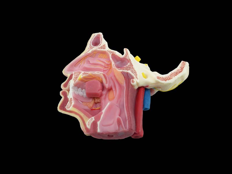 Soft Deep Facial Anatomy and Trigeminal Nerve Distribution Anatomy Model