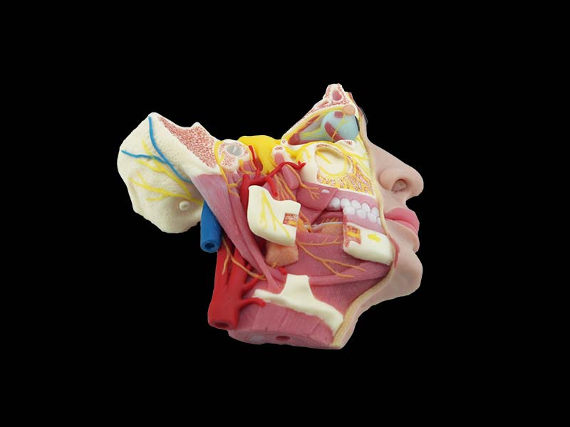 Soft Deep Facial Anatomy and Trigeminal Nerve Distribution Model