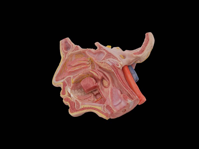 Soft Deep Facial Anatomy and Trigeminal Nerve Distribution Model