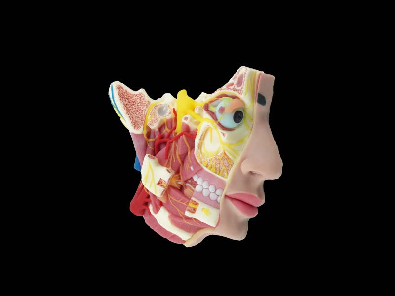 Soft Deep Facial Anatomy and Trigeminal Nerve Distribution Silicone Model