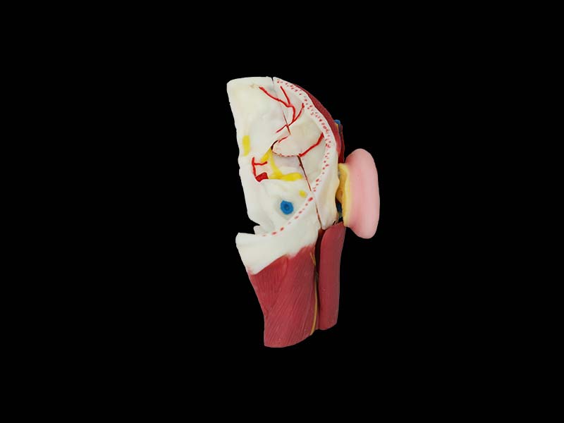 Soft Deep Structure of Parotid Gland Model