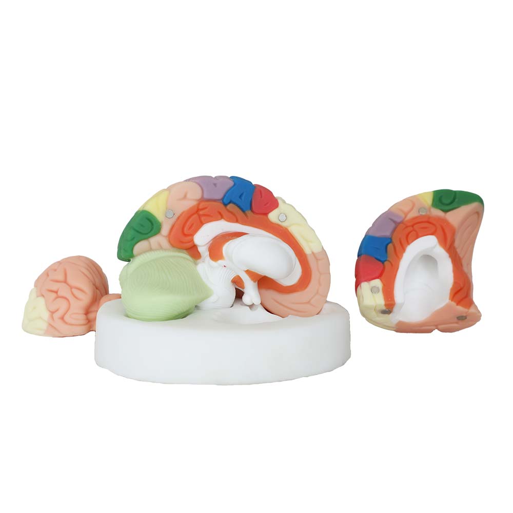 brain anatomy model