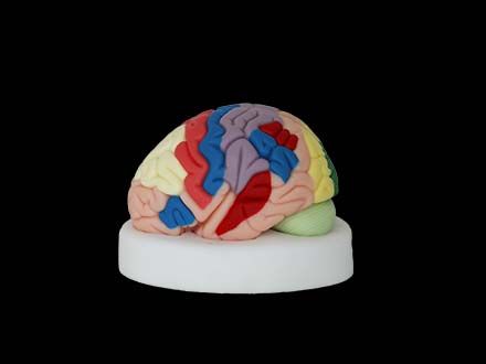 soft enlarged brain anatomy model