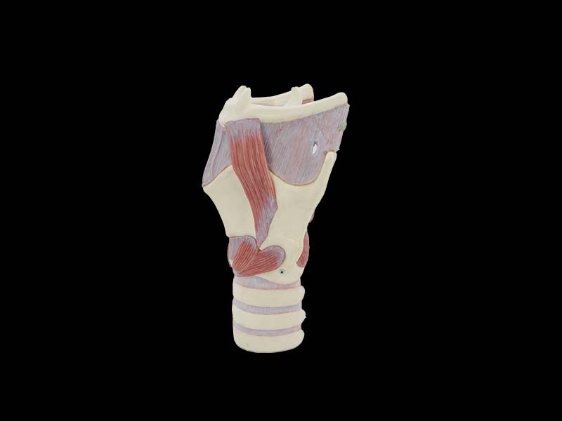 soft enlarged larynx anatomy model