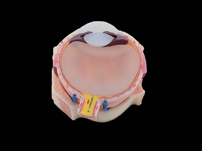 Soft Eyeball Structure Anatomy Model