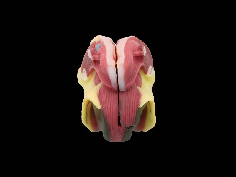 soft female genital anatomy model