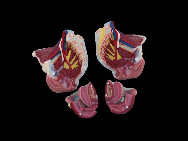 Soft Female Pelvis With Muscles and Uterus Anatomy Model