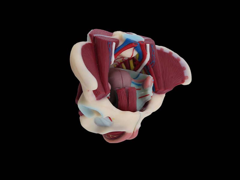 female pelvis with muscles and uterus model