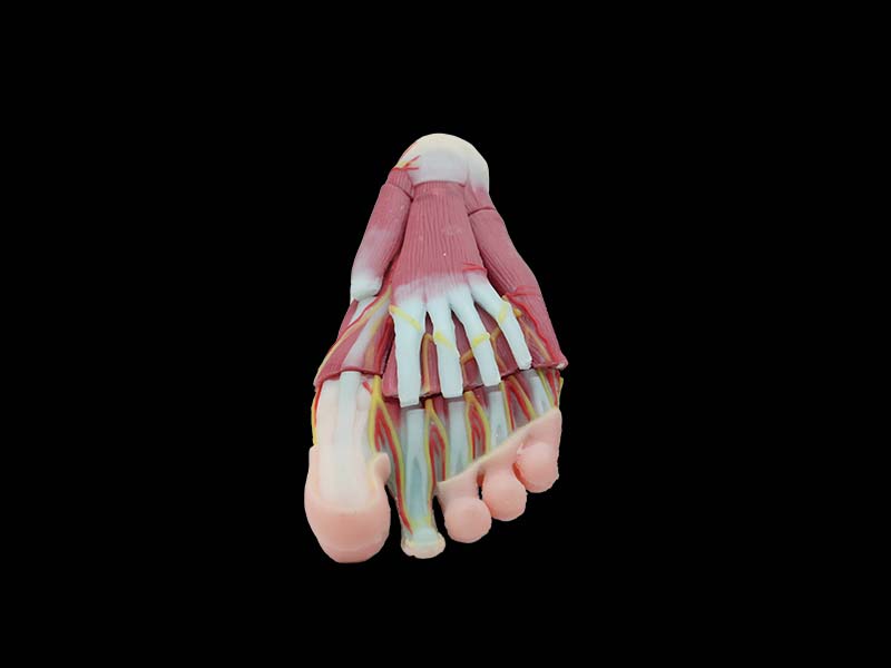 soft foot anatomy model