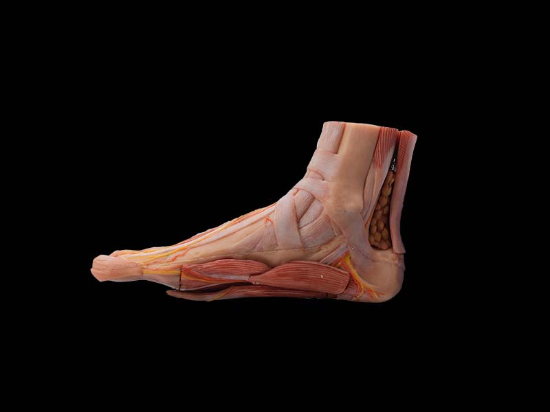 soft foot anatomy model