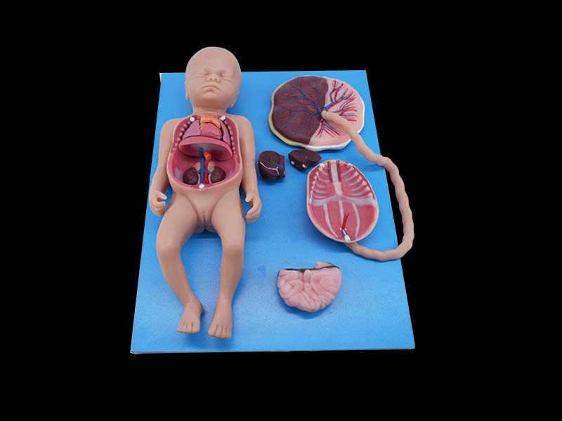 Soft Full-term Fetal Blood Circulation with Placenta and Internal Organs Anatomy Model