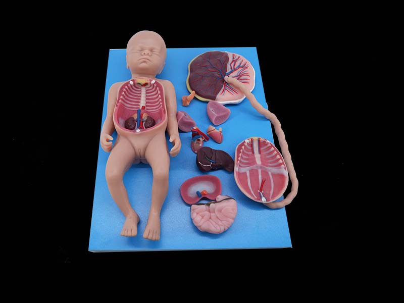 Soft Full-term Fetal Blood Circulation with Placenta and Internal Organs Model