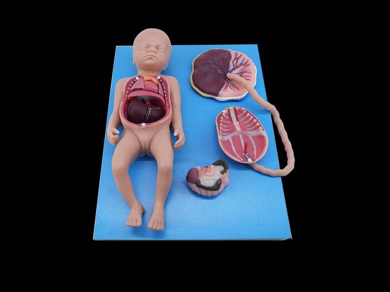 Soft Full-term Fetal Blood Circulation with Placenta and Internal Organs Silicone Model