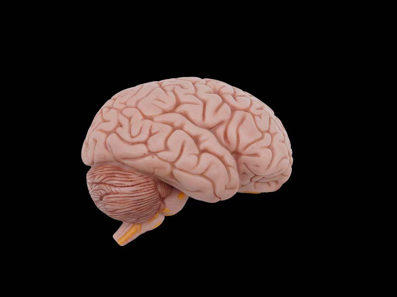 soft half brain anatomy model