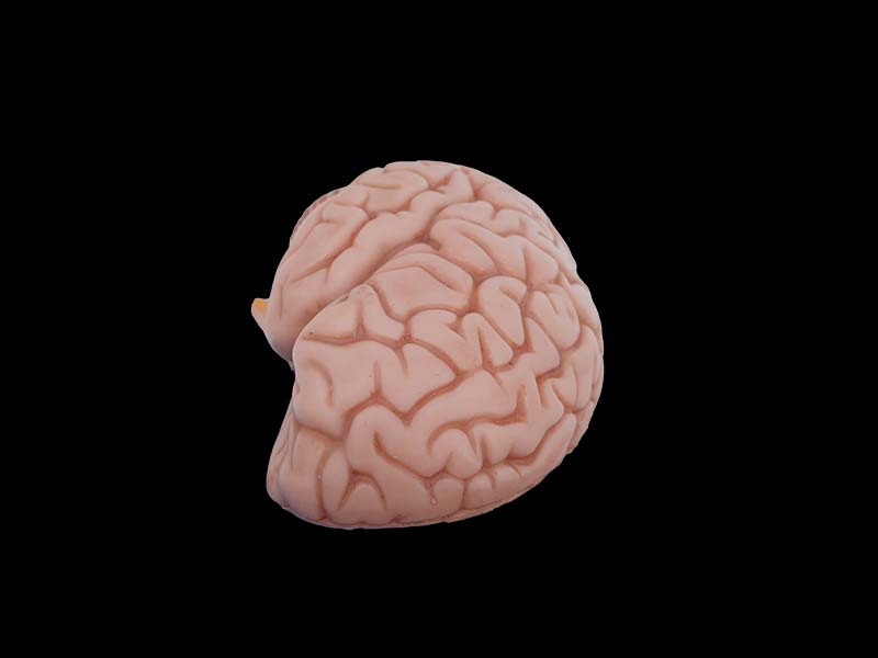 soft half brain model