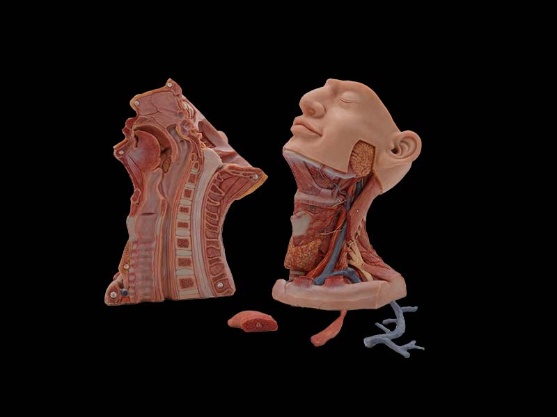 High Simulation Sagittal Section of Head Silicone Model