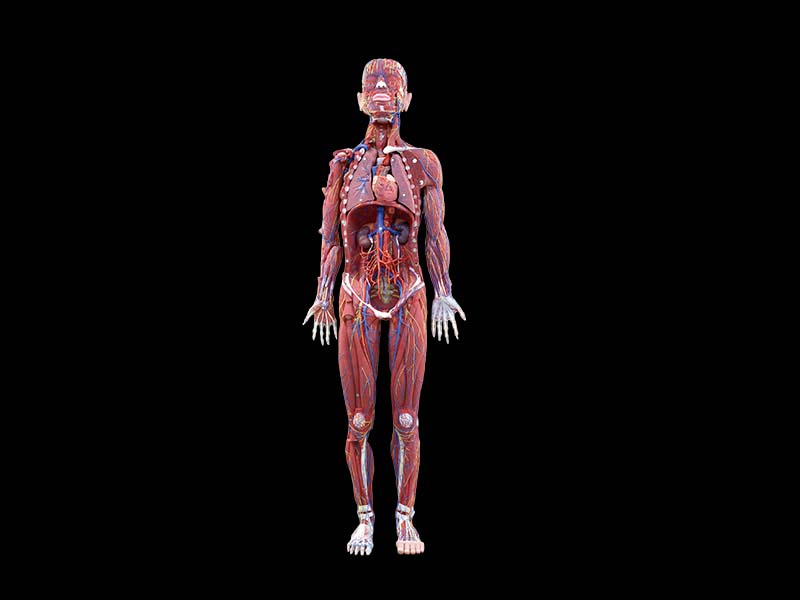 Soft Human Body Anatomy Model