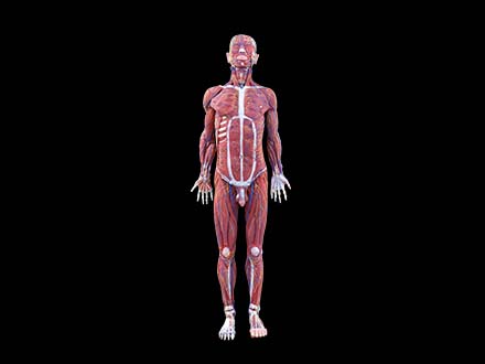 Human Body Model