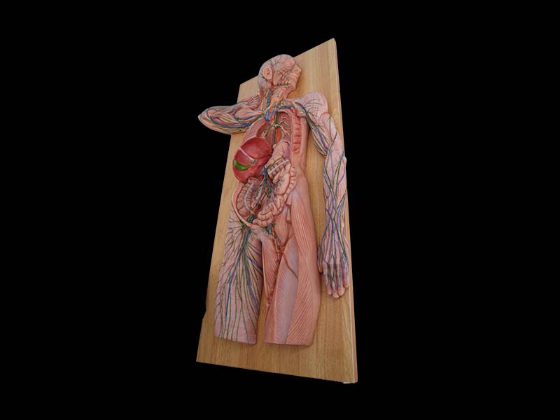 Soft Human Lymphatic System Anatomy Model