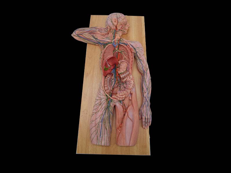 Soft Human Lymphatic System Model