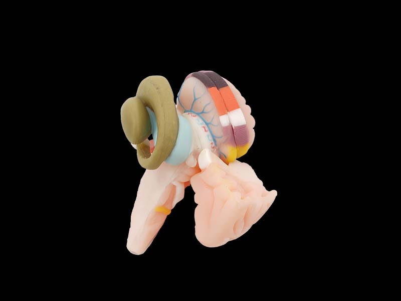 Soft Internal Capsule and Basal Nerve Anatomy Model