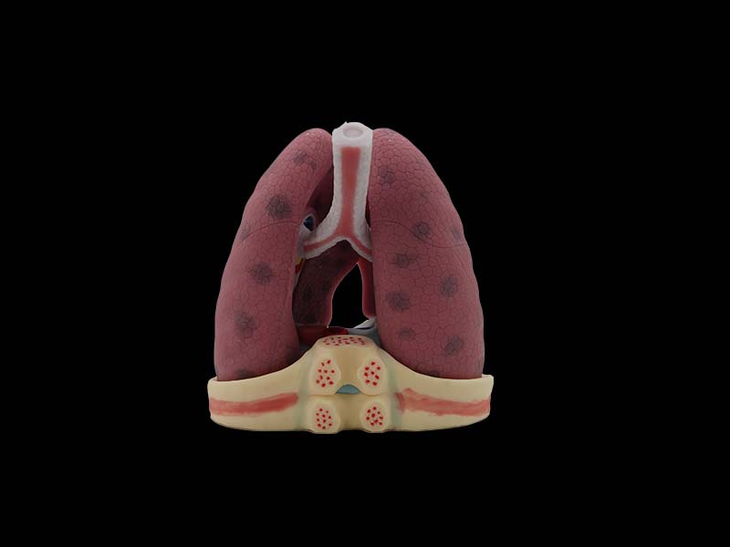 Soft Left and Right Lungs Anatomy Model