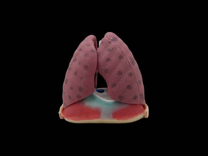 Soft Left and Right Lungs Model