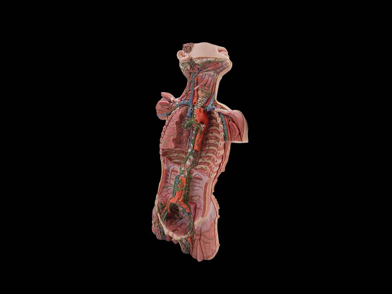 Soft Lymphatic Ducts of the Neck, Chest, Abdomen, and Pelvis Anatomy Model