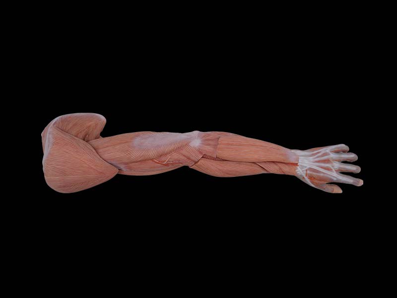 Soft Muscles of Upper Limb Anatomy Model