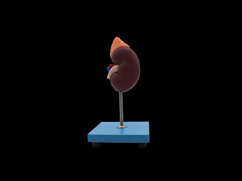 soft kidney anatomy model