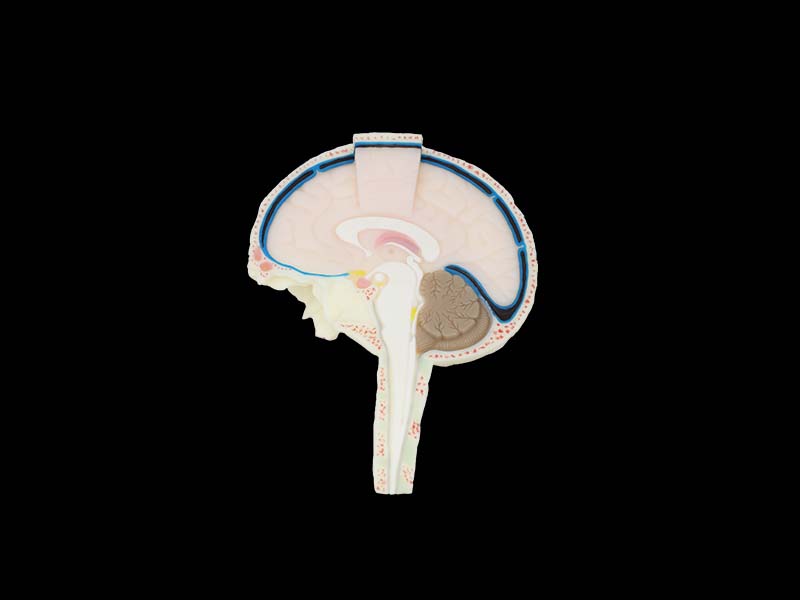 Soft Section of Cerebrospinal Fluid Model