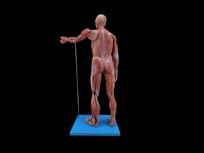 soft silicone 80cm muscles anatomy of human body model