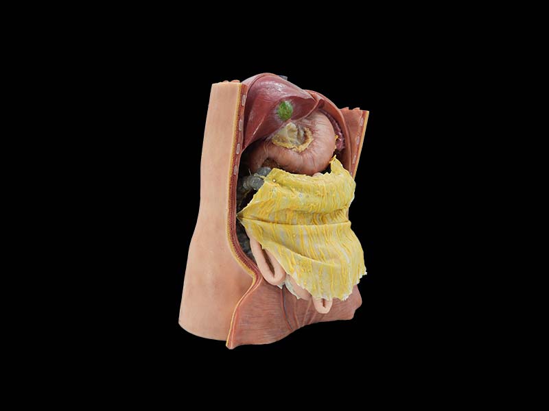 Soft Silicone Abdominal Cavity and Greater Omentum Model